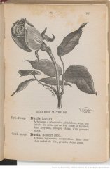 duchesse-mathilde