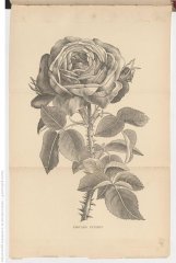 edouard-pynaert