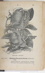 madame-falcot