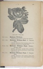 madame-welche