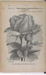 mmlle-eugene-verdier