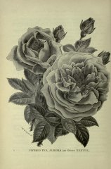 aurora-th