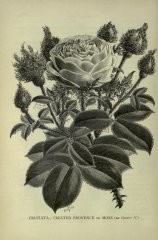 cristata
