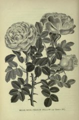 persian-yellow