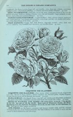 coquette-des-blanches