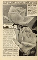 killarney