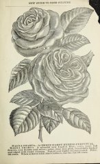 magna-charta