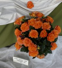 flora-danica.jpg
