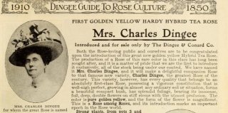 mrs-dingee