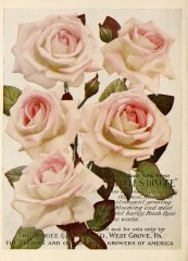 1-charles-dingee-a