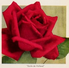 1-etoile-de-holland