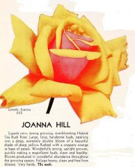 1-joanna-hill
