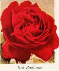 1-red-radiance-a