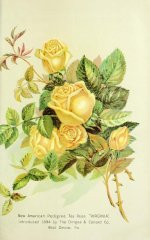 1-virginia