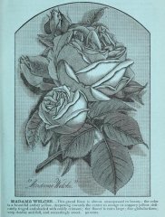 1884-madame-welche-b