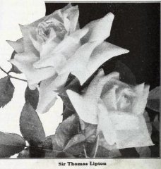 1sir-thomas-lipton