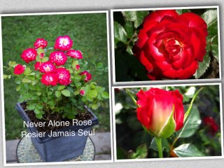never-alone