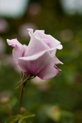 blue_ribbon