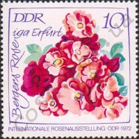bergers-rose