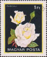 pascali