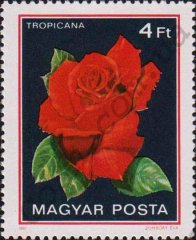 tropicana