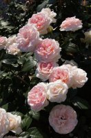 blush-flower-circus