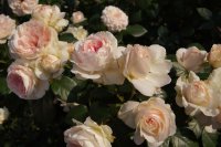 blush-flower-circus2