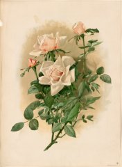 duchesse-de-vallombrosa