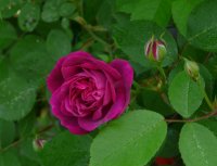 futtaker-schlingrose