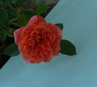 ninetta_0