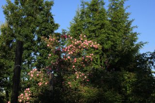 empress-josephine