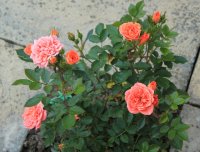 ninetta_2