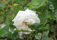 boule-de-neige