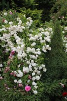 madame-plantiere