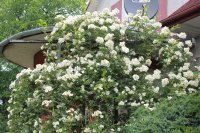 rosa-helenae-semiplena