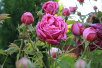 crimson-i-morning-blush-1