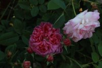 crimson-i-morning-blush