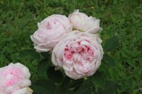 mme-louis-leveque