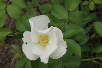 morden-snowbeauty1
