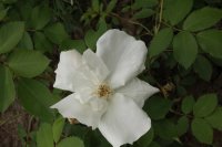 morden-snowbeauty11