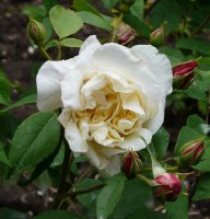 celine-forestier-a.jpg