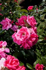 gartenfreund_0