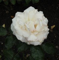 kordes-jubilee1