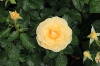 raffaello-2