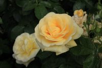 raffaello-3