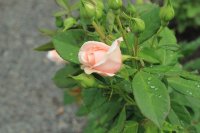 maxima-romantica-3