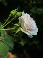 morden-blush2