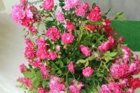excelsa
