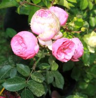pomponella