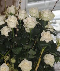 ivory_10